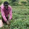 Professional Domestic Help Services in MURANGA thumb 12