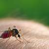 CHEAP Bed Bug Fumigation Services in Kiambu,Thika,Limuru thumb 5