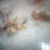 Poultry farming thumb 0