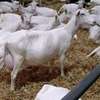 Sannen breed thumb 3