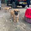 Boerboel puppy thumb 0