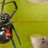 CHEAP Bed Bug Fumigation Services in Kiambu,Thika,Limuru thumb 1