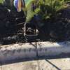 Landscaping & gardening services in Nairobi | Give us a call today. thumb 2