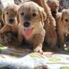 Golden retrievers🐾 thumb 3