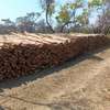 Gum poles for construction ,fencing or landscaping thumb 4