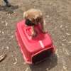 Boerboel puppy thumb 1