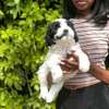 Havanese thumb 1