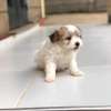 Havanese thumb 3