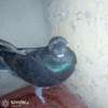 Punky male pigeon thumb 4