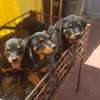 Rottweiler puppies for sale thumb 0