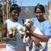 Best dog training in Nairobi-In-home dog training in Nairobi thumb 10