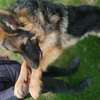 Female German Shepherd longcoat thumb 4