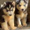 Siberian huskies pups blue eyes thumb 0