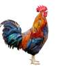 Kienyeji roosters for sale thumb 1