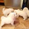 Purebred Male Pom Pup For Sale thumb 1