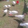 Poultry Incubators & Equipment thumb 14