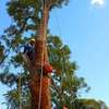Professional Tree Removal - Contact Us For a Free Estimate thumb 13