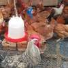 Free-Range Mixed Breed Chickens with Feeding Kit thumb 0