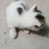 0-1 Month Old, Home-bred, Female, Persian Kittens for sale. thumb 2