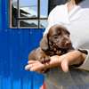 Miniature dachshund thumb 0