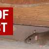 Expert Rat Removal Services-Rat Removal Nairobi thumb 2