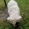 Polmerian and Maltese breed 7months old thumb 1