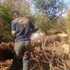 TREE Felling and tree removal Eldoret,Iten,Kabarnet thumb 3