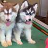 Siberian huskies pups blue eyes thumb 1