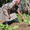 Bestcare Gardeners Ruai,Kitengela,Ruiru,Thika,Ongata Rongai, thumb 8