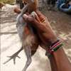 Kuchi aseel breeder mombasa thumb 5