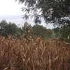 40X80ft PLOTS FOR SALE AT KABATI ZABKA IN MURANGA COUNTY thumb 12