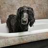 Mobile Dog Grooming | Mobile Dog wash | Pet grooming | Dog Grooming Nairobi thumb 14