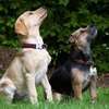 Dog Trainers | Obedience Dog Training Courses Nairobi thumb 11