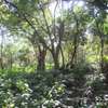 1-Acre Plots For Sale in Diani thumb 8