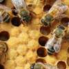 Bee Removal Service |Expert Wasp & Bee Removal | Schedule An Appointment thumb 12