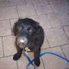 Dog training and behaviour specialists Karen Runda Nyari thumb 11
