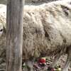 🐑🍖 PREMIUM HEAVYWEIGHT SHEEP FOR MEAT & WOOL 🍖🐑 thumb 2