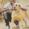 Best Dog Trainers in Kenya in 2022 thumb 6