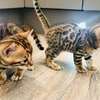 Bengal kittens for adoption. thumb 0