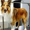 Bestcare Dog Grooming Services-Shampoo and conditioning,Flea treatment ,Nail clipping & Much More.Free Consultation thumb 5