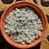 Topping stones for plants, decorative stones thumb 1