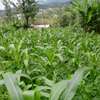Lovely Quarter (1/4) Acre Plots in Ngong thumb 4