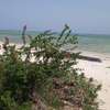 7.9 Acres Beachfront Land For Sale In Watamu thumb 0