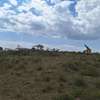 0.5 Acre land For Sale in Naivasha,Kedong ranch thumb 7