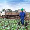 Expert Lawn Mowing & Garden Maintenance Limuru Tigoni thumb 9