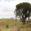 1/4 Acre Land For sale in Nakuru, Miti Mingi thumb 0