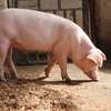 Healthy Pigs Available - Siaya thumb 0