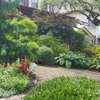 Garden Services Mombasa | Gardening & Maintenance Services.Trusted & Vetted Gardeners thumb 5