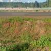 Prime 1 acre land for sale in Sagana. thumb 1