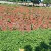 LAND FOR SALE KILIFI MTONDIA BOFA ROAD thumb 2